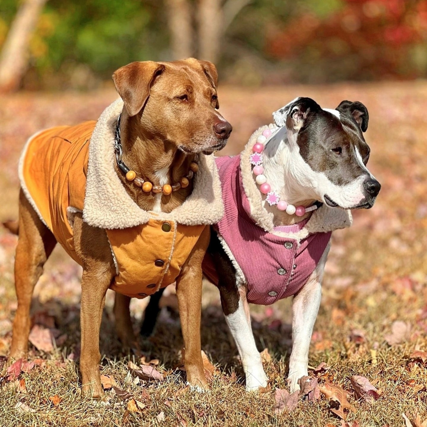 Jaqueta Utilitária Isolada Workdog - Marrom