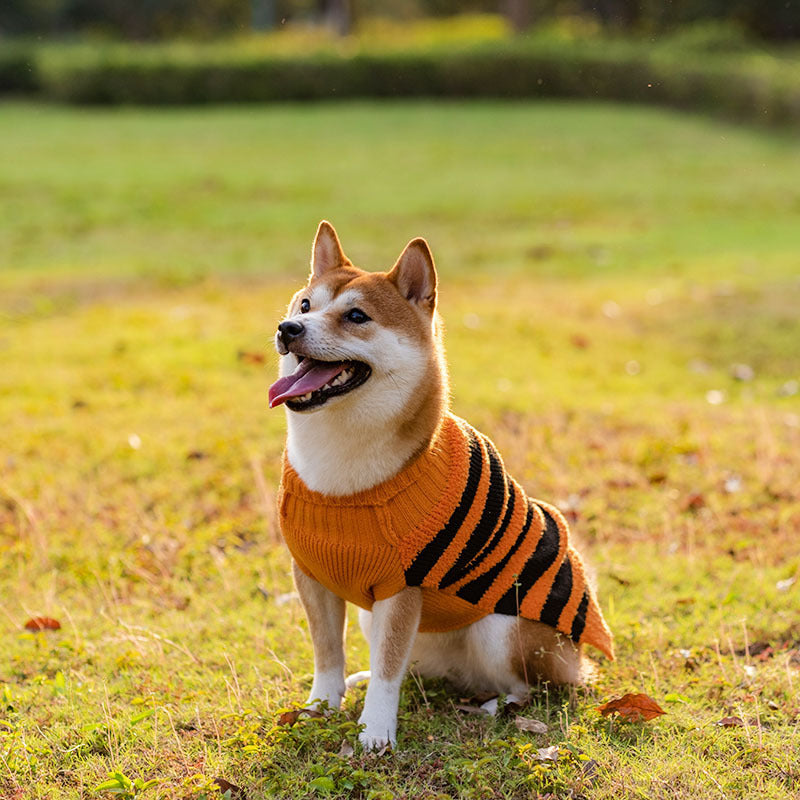 Suéteres de Halloween para Cães: Estilo e Conforto na Festa