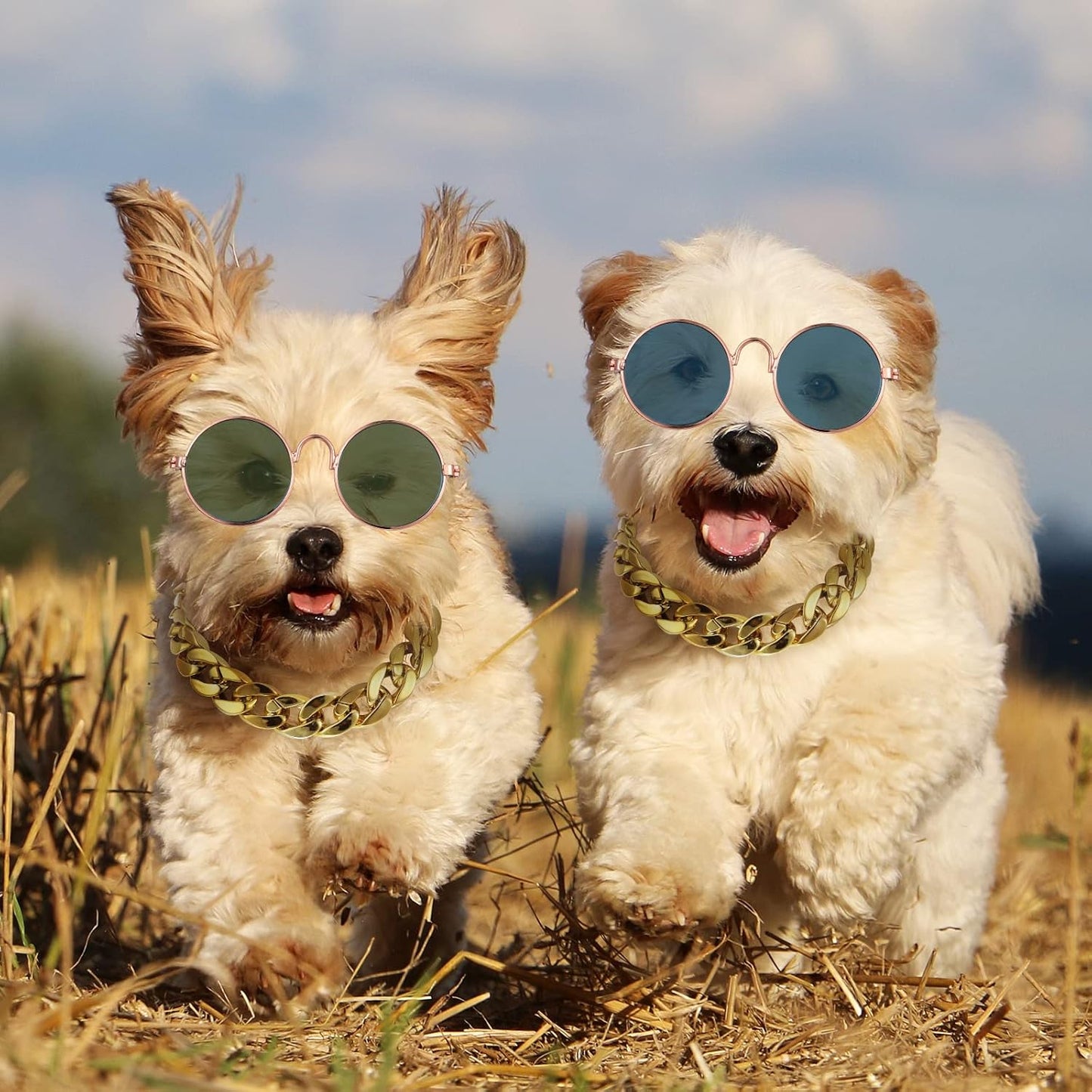 Conjunto Divertido para Pets: Acessórios com Óculos de Sol e Chapéu de Verão