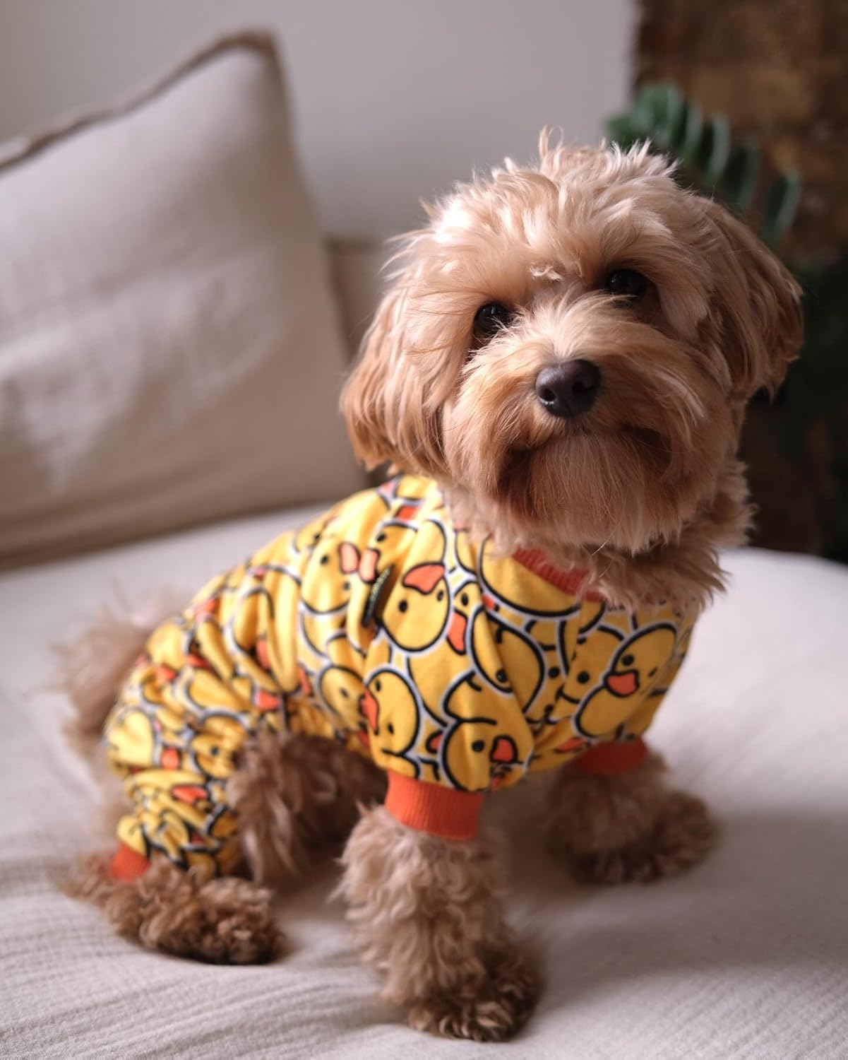 Pijama de Veludo para Cachorros e Gatos - Design de Tubarão, Confortável e Leve, Tamanhos Pequenos