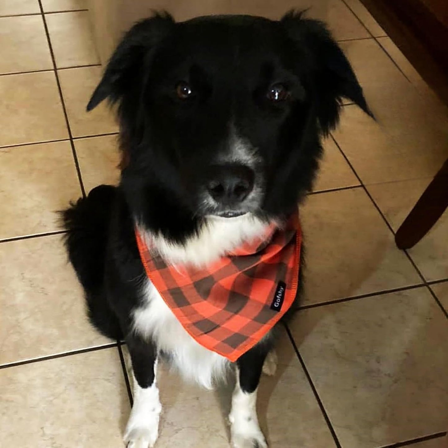 Bandana Ajustável para Cachorros - Estampa Colorida e Vibrante