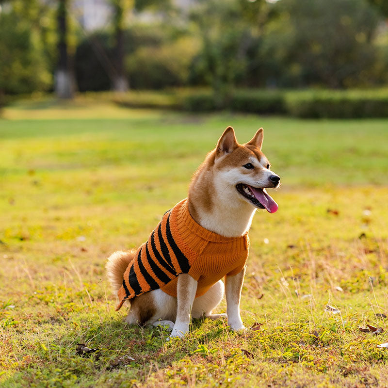 Suéteres de Halloween para Cães: Estilo e Conforto na Festa