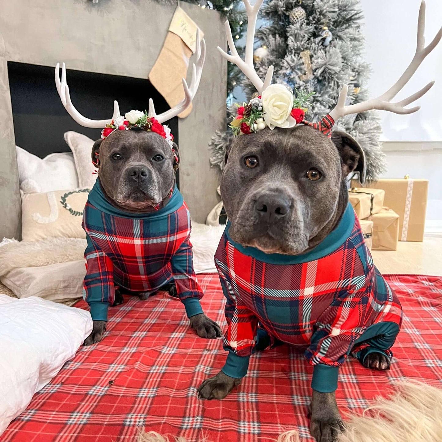 Pijamas de Natal para Cachorros