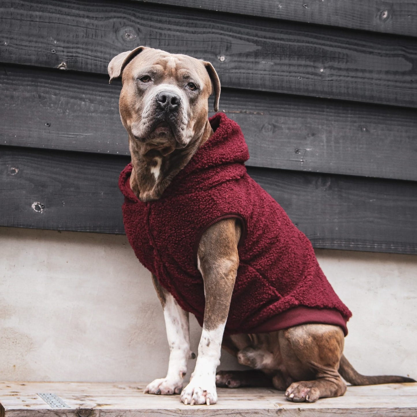 Jaqueta de Cachorro em Sherpa Teddy - Bordô