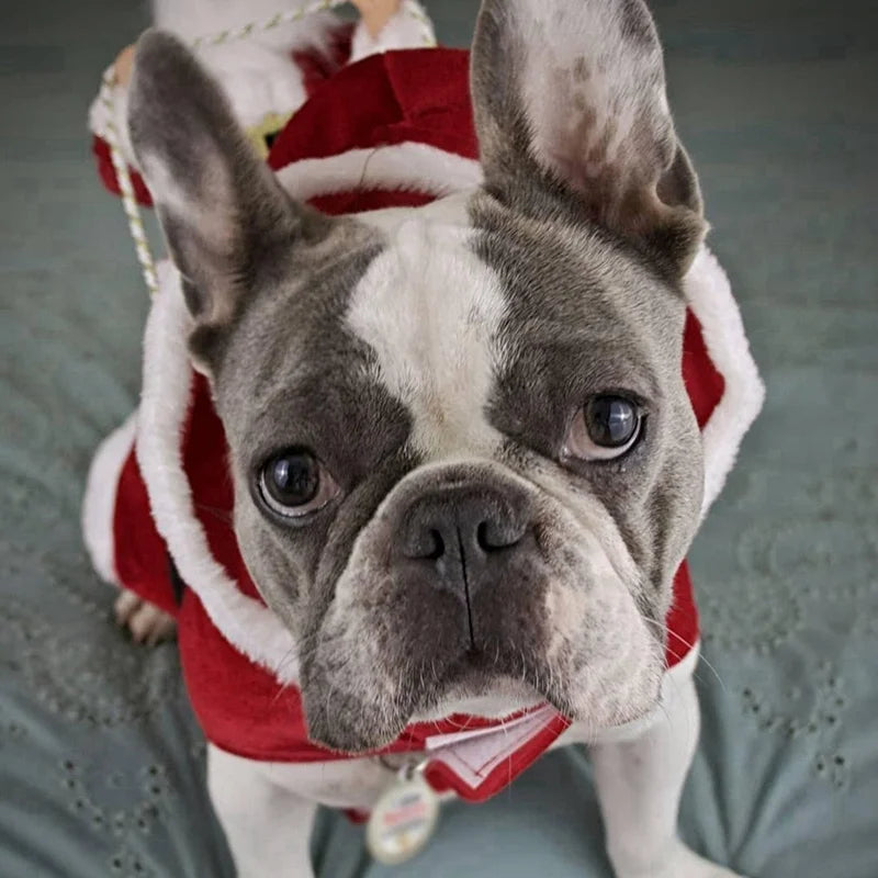 Roupa de Natal Divertida para Cachorro - Papai Noel