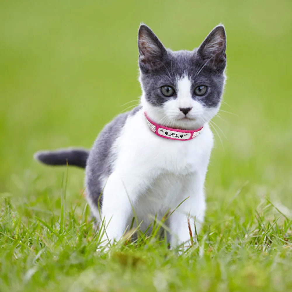 Collar Personalizado para Gatos e Pequenos Pets com Gravação Gratuita - Ajustável e Exclusivo