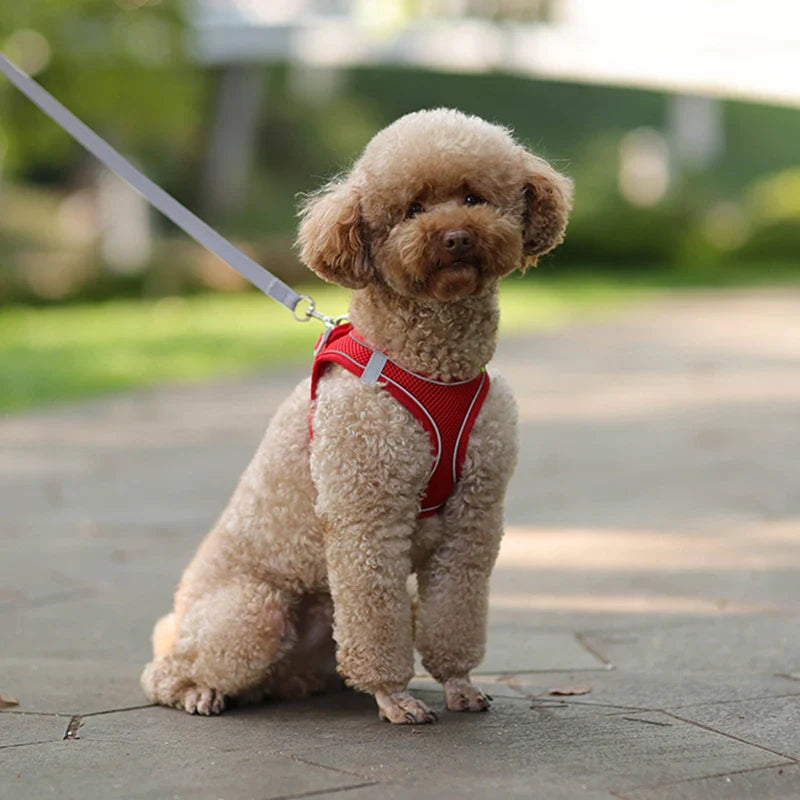 Conjunto de Peitoral e Guia para Cães - Conforto e Segurança