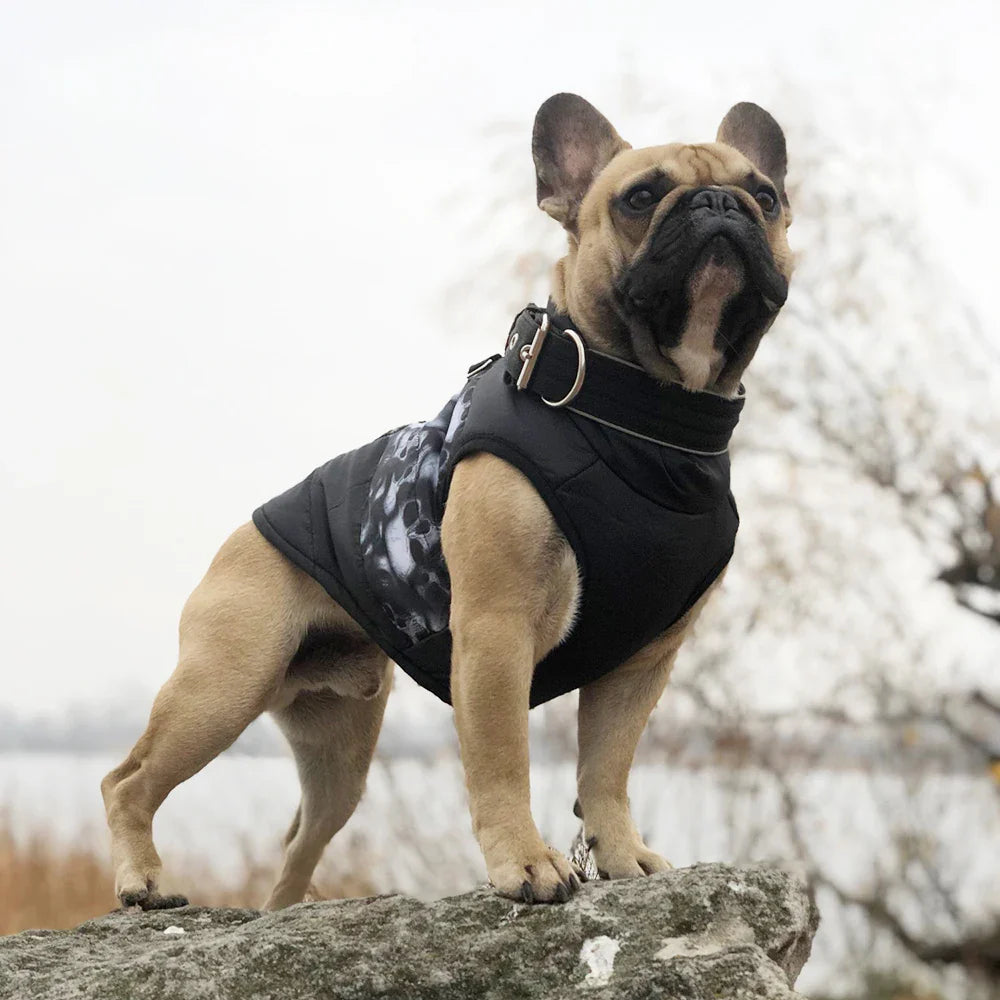 Jaqueta Térmica à Prova de Vento para Cães Pequenos - Roupa Confortável para Filhotes