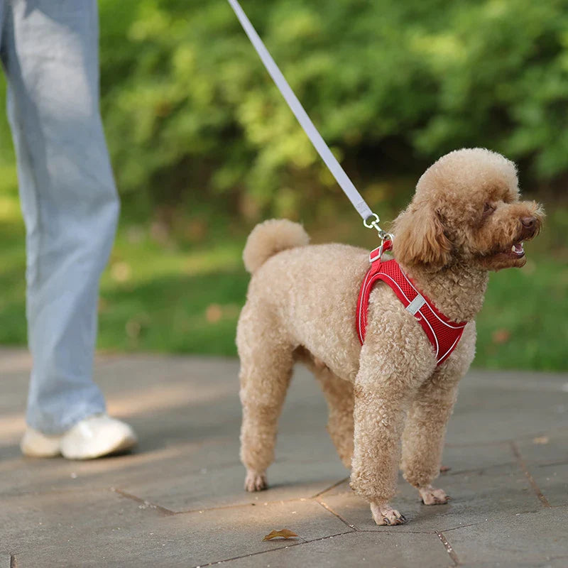 Conjunto de Peitoral e Guia para Cães - Conforto e Segurança