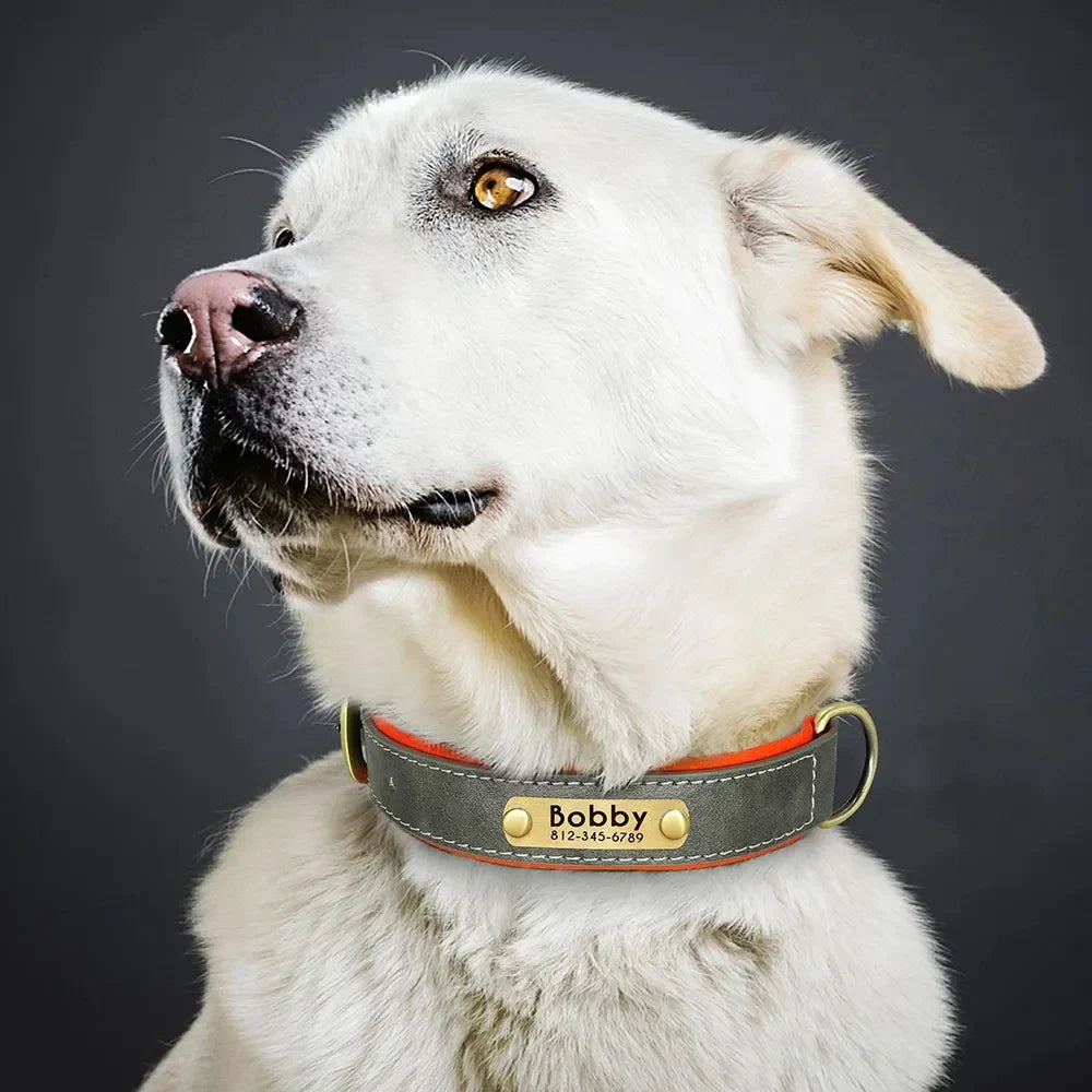 Collar de Cão de Couro Personalizado com Identificação - Ajustável e Almofadado