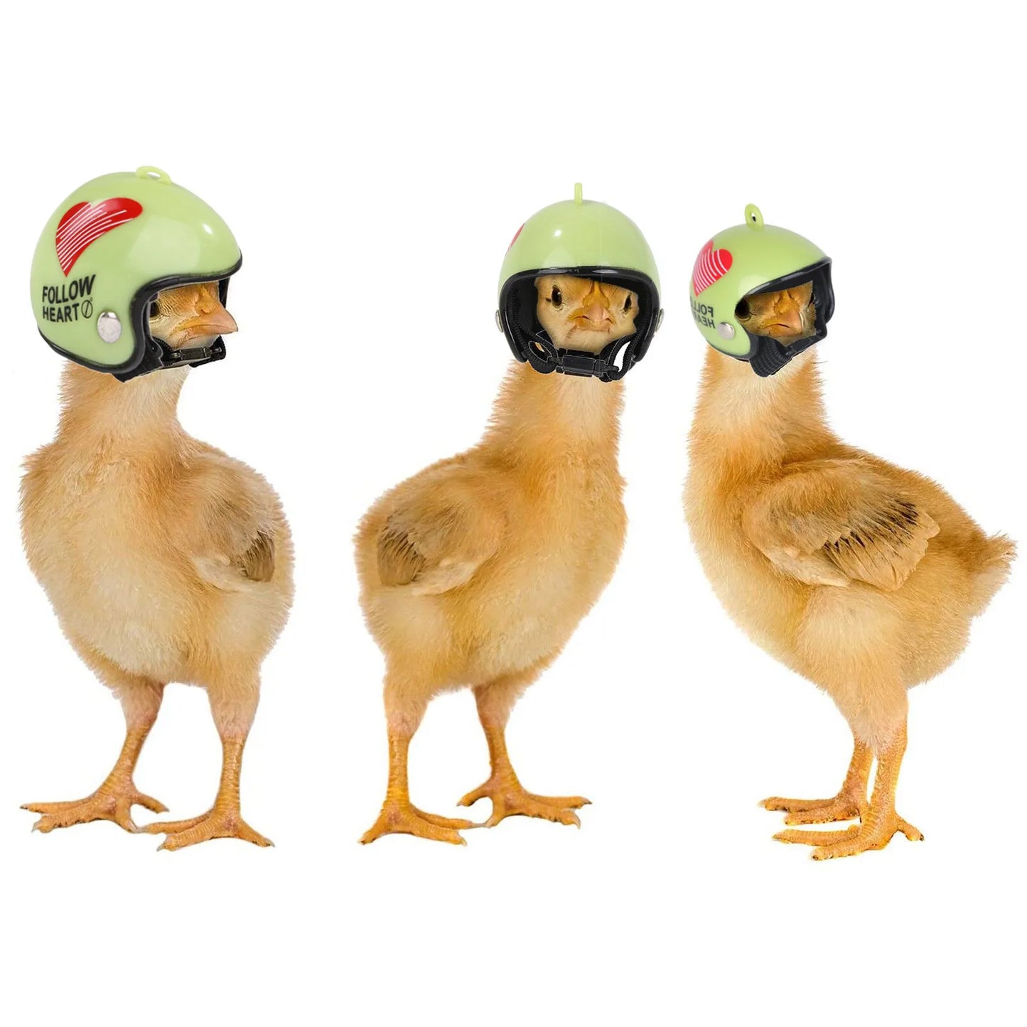 Capacete Protetor para Galinhas – Segurança e Conforto para Aves