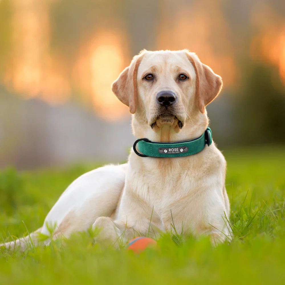 Colares Personalizados para Cães com Gravura Gratuita e Fecho de Segurança - Identificação para Todos os tamanhos