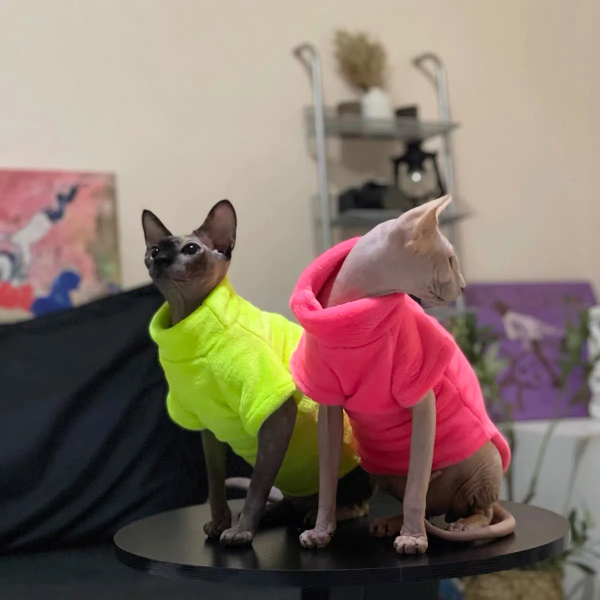 Roupas Confortáveis para Gatos Sphynx - Moletom e Casaco para Animais de Estimação