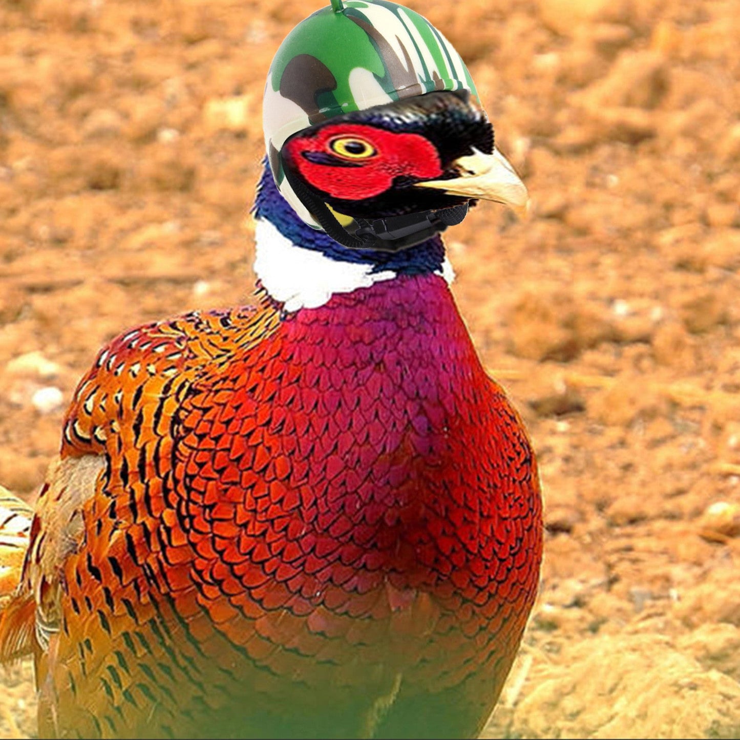 Capacete Protetor para Galinhas – Segurança e Conforto para Aves