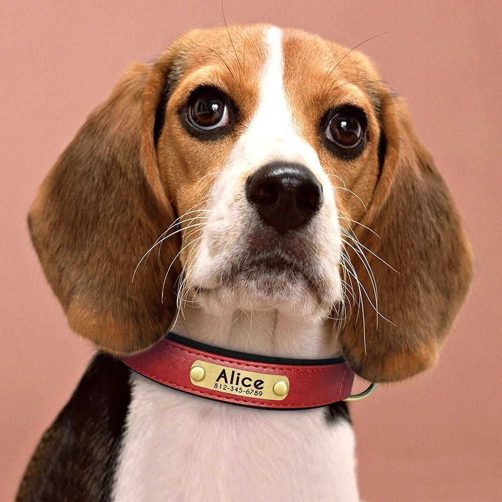 Collar para Cães Personalizado com Gravação