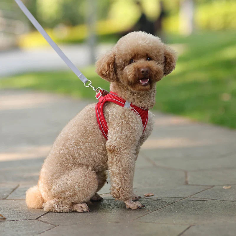 Conjunto de Peitoral e Guia para Cães - Conforto e Segurança