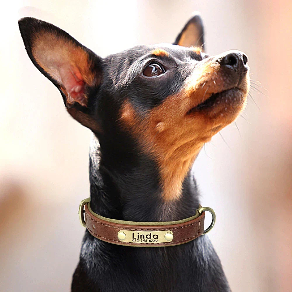 Collar para Cães Personalizado com Gravação