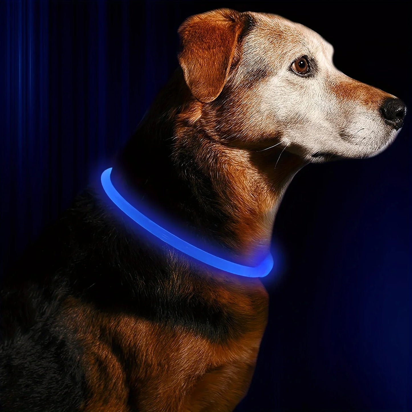 Collar LED Luminoso para Cães - Recarregável e Anti-perda