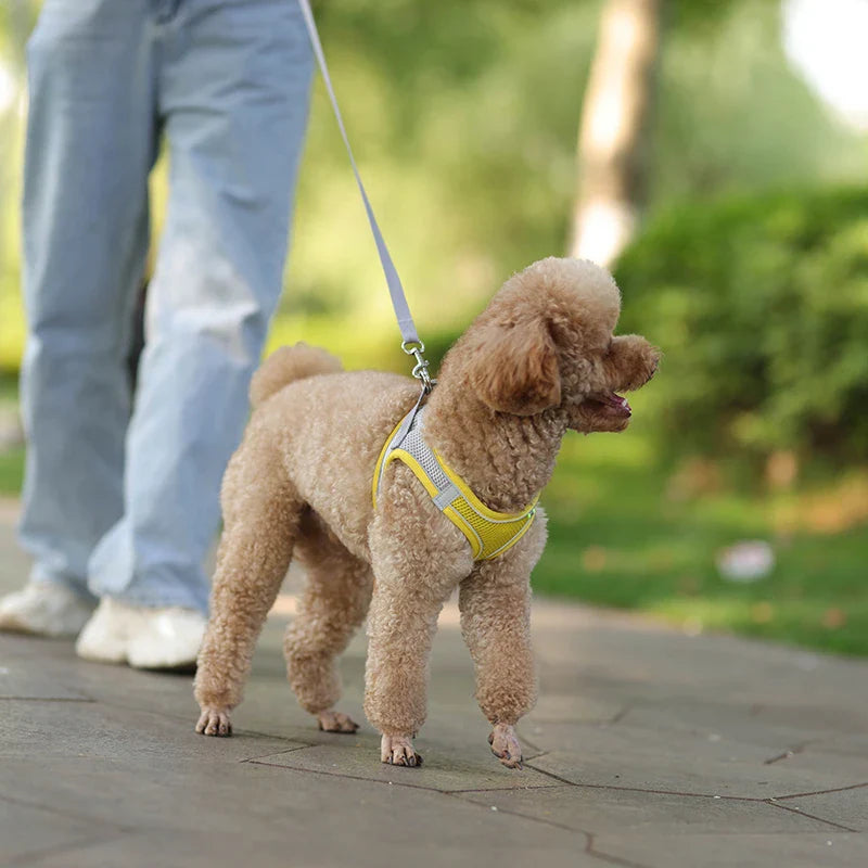 Conjunto de Peitoral e Guia para Cães - Conforto e Segurança