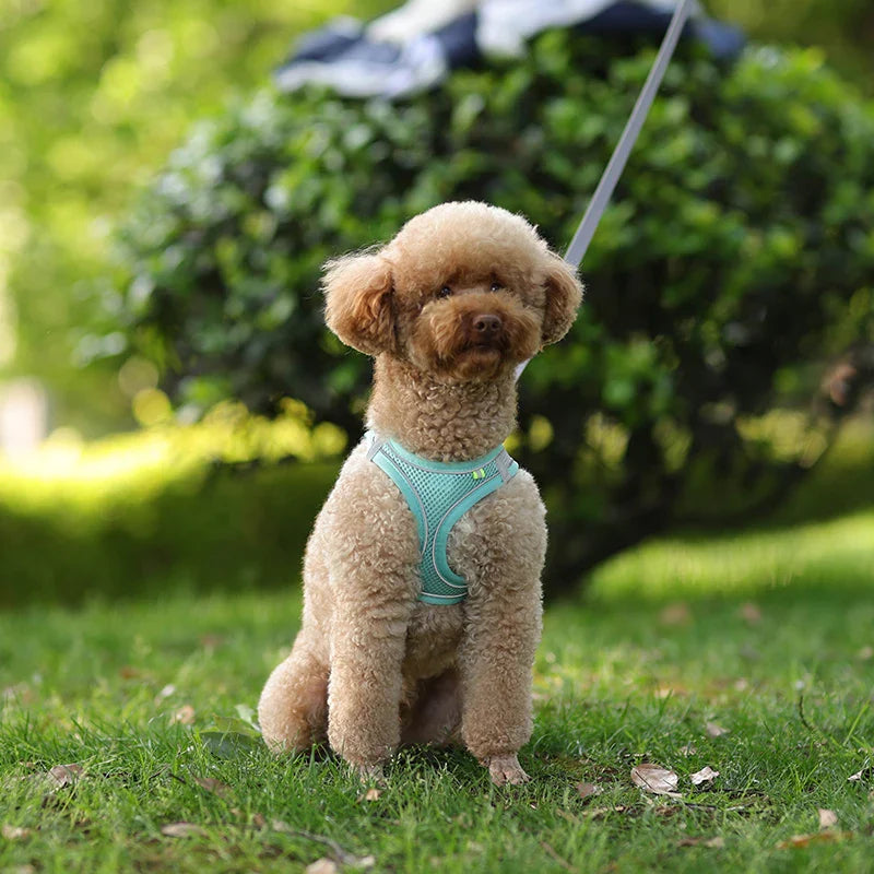 Conjunto de Peitoral e Guia para Cães - Conforto e Segurança