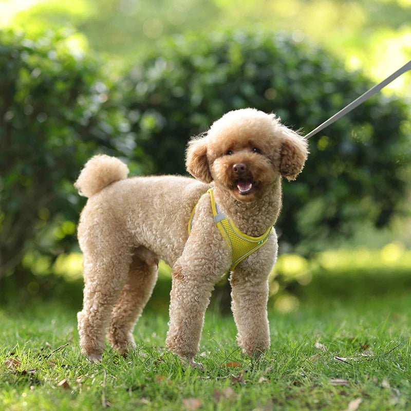 Conjunto de Peitoral e Guia para Cães - Conforto e Segurança