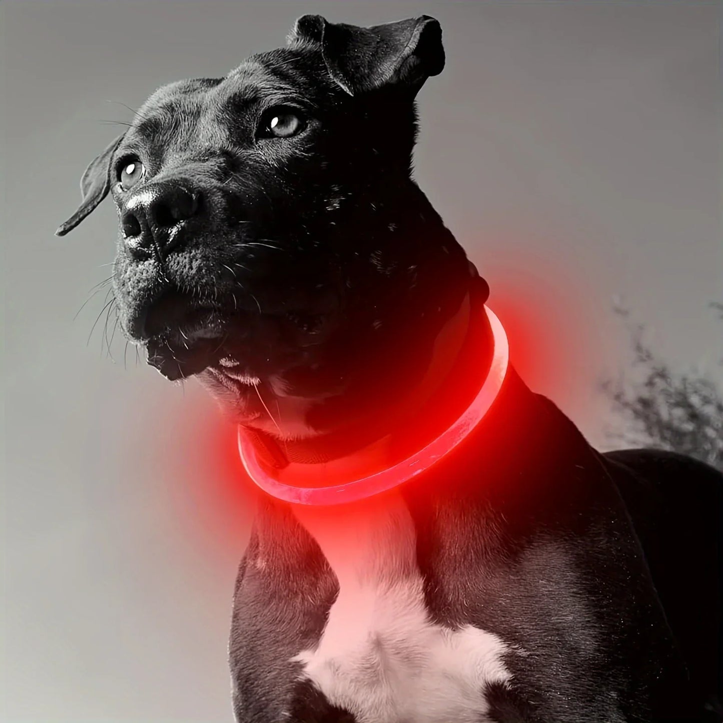 Collar LED Luminoso para Cães - Recarregável e Anti-perda