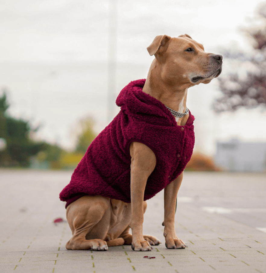 Jaqueta de Cachorro em Sherpa Teddy - Bordô