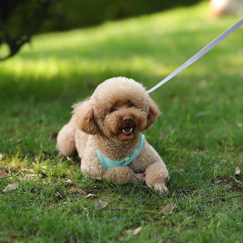 Conjunto de Peitoral e Guia para Cães - Conforto e Segurança