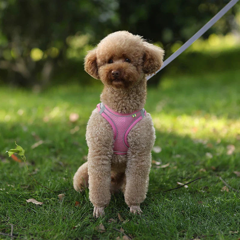 Conjunto de Peitoral e Guia para Cães - Conforto e Segurança