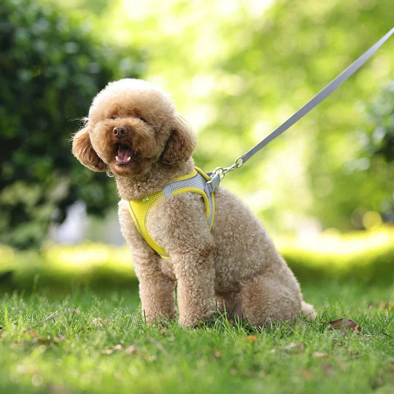 Conjunto de Peitoral e Guia para Cães - Conforto e Segurança