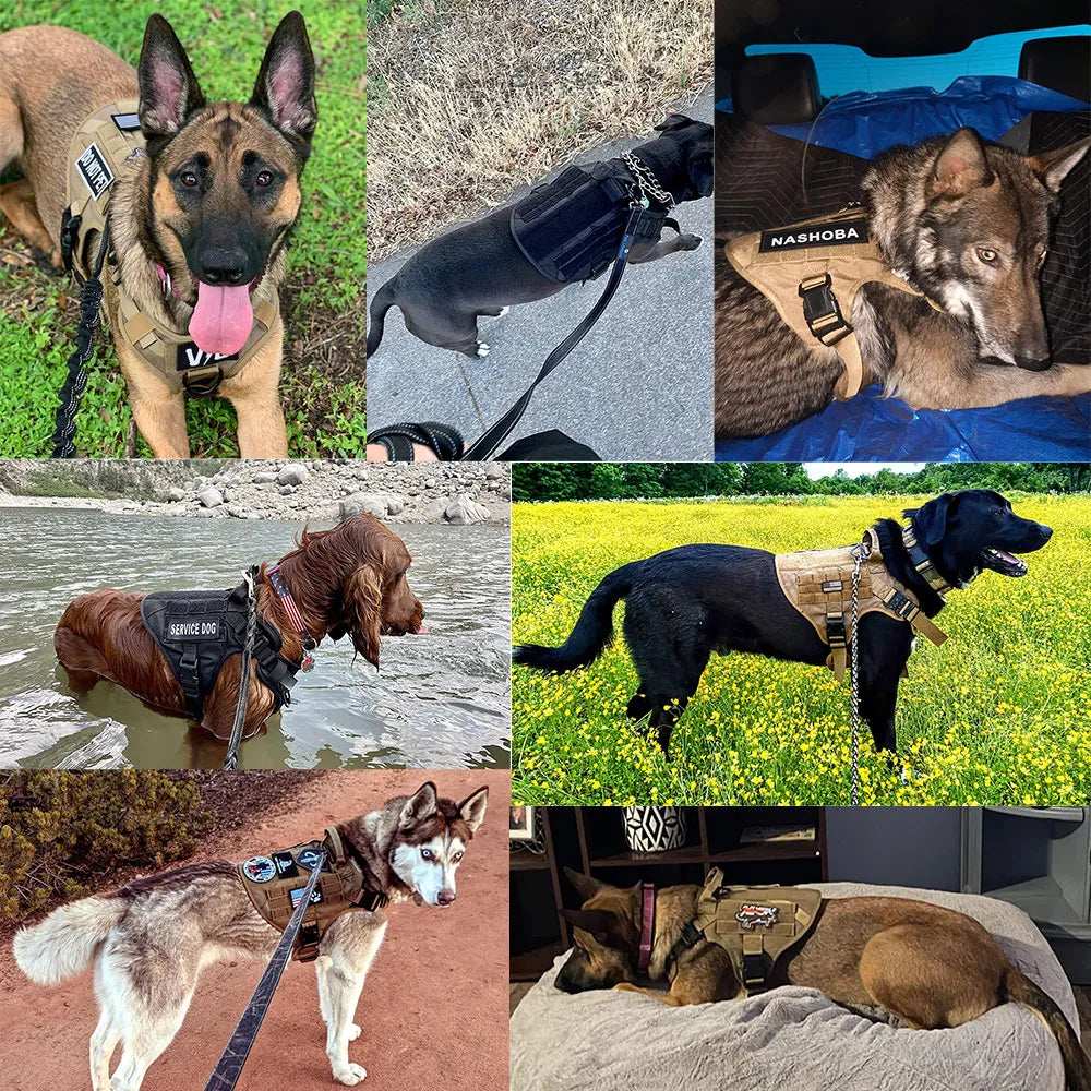 Conjunto de Peitoral Tático e Guia para Cães