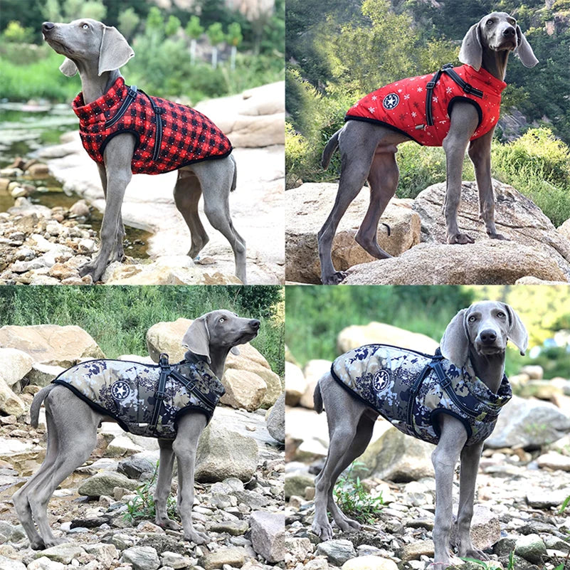 Casaco de Inverno Impermeável para Cães Pequenos - Aquecido e Confortável com Peitoral