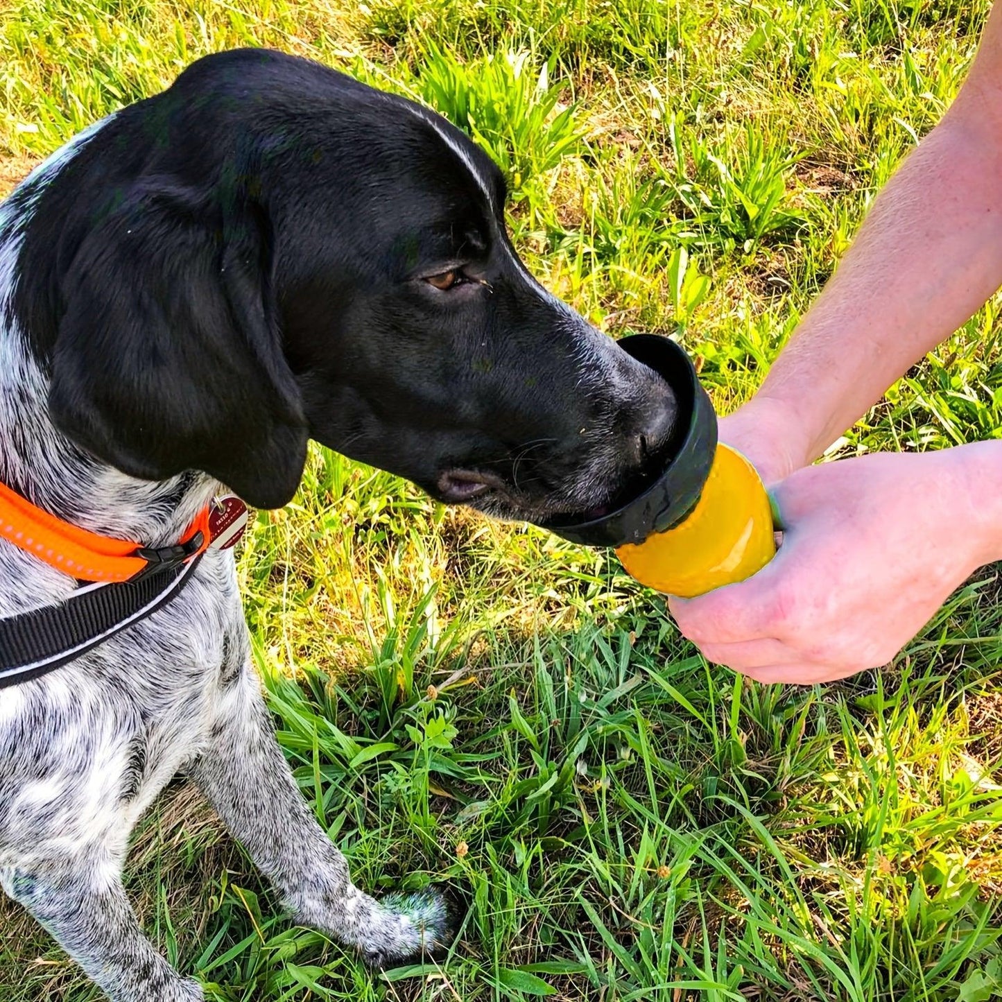 Garrafa Dobrável para Água de Cães - À Prova de Vazamentos, Livre de BPA