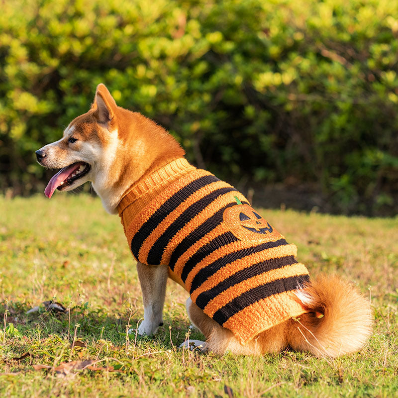 Suéteres de Halloween para Cães: Estilo e Conforto na Festa