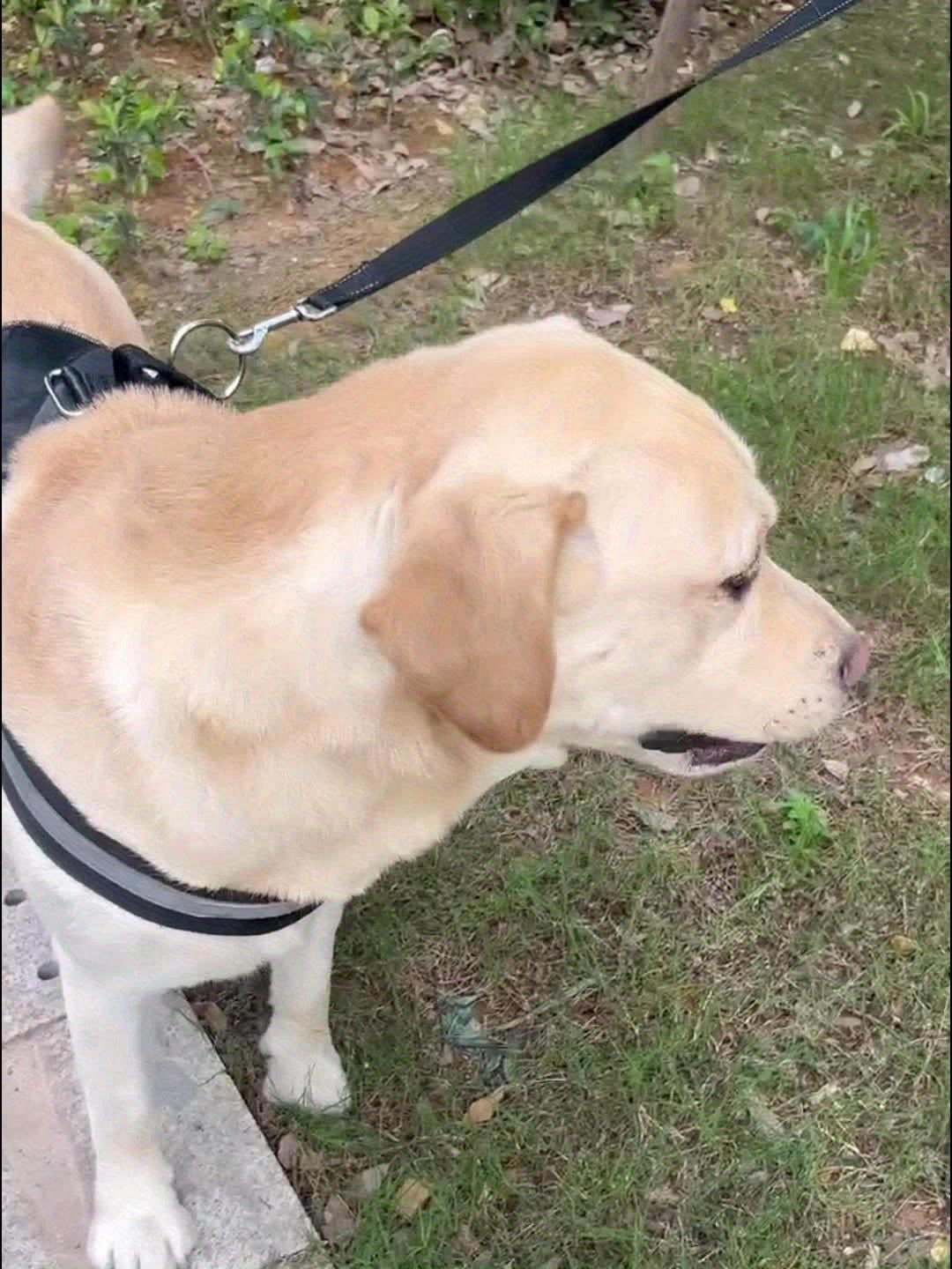 Garrafa de Água Portátil e À Prova de Vazamentos para Cachorros